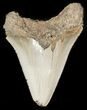 Serrated Fossil Megalodon Tooth #45823-1
